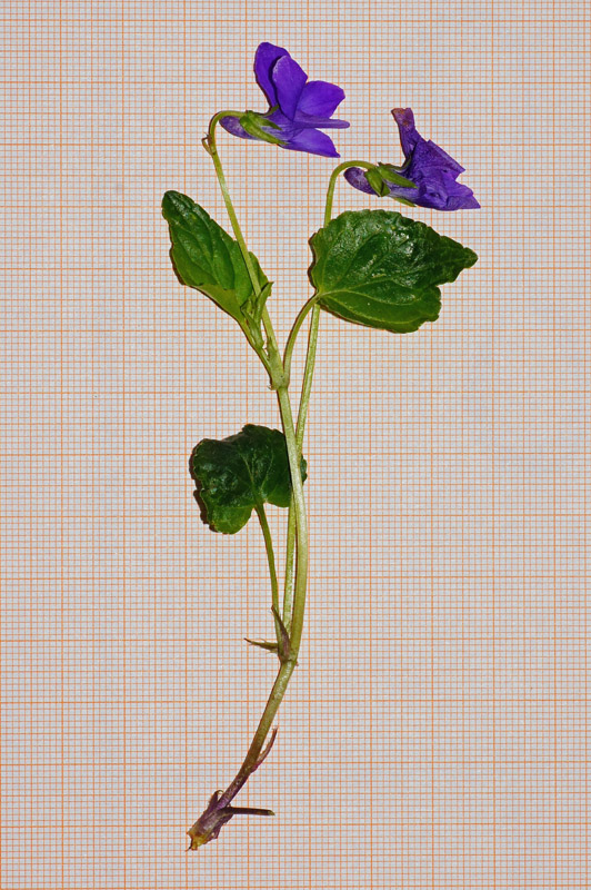 Viola reichenbachiana in Sardegna